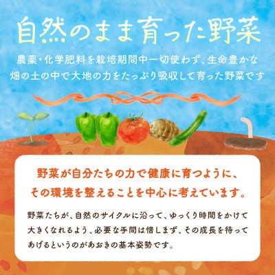 野菜5～7種セット(陽だまり)葉物・根菜・その他詰め合わせ　2～3人用　爽やかな甘みとコクがある野菜