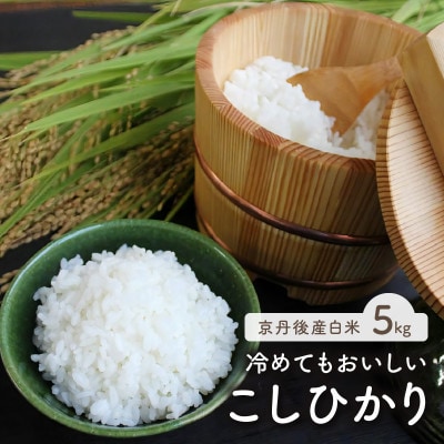 令和7年産　京都・京丹後産コシヒカリ　5kg(5kg×1袋)自然な甘み、つやつや食感で美味しいお米
