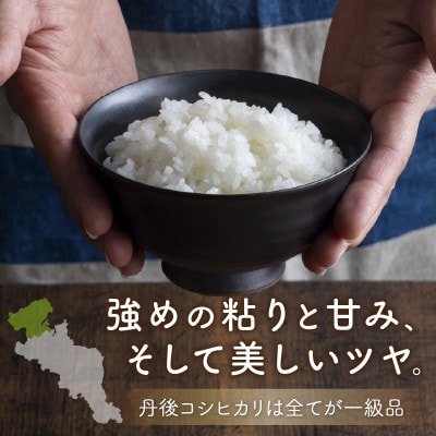 令和7年産　京都・京丹後産コシヒカリ　5kg(5kg×1袋)自然な甘み、つやつや食感で美味しいお米