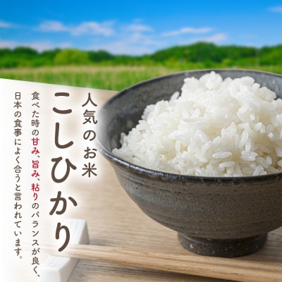 令和7年産　京都・京丹後産コシヒカリ　5kg(5kg×1袋)自然な甘み、つやつや食感で美味しいお米