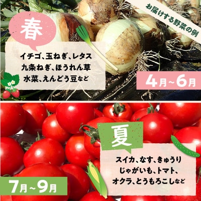 京都 京丹後の旬を味わう!季節の彩り、採れたて野菜5~8種セット(小)京丹後の旬をお楽しみ