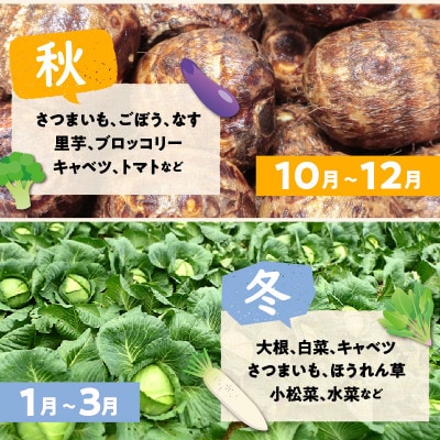 京都 京丹後の旬を味わう!季節の彩り、採れたて野菜5~8種セット(小)京丹後の旬をお楽しみ