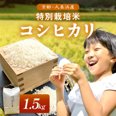 2025年産 京都・久美浜産 特別栽培米コシヒカリ 精米 1.5kg×1袋 農家直送のおいしいお米