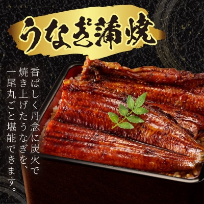 【土用の丑の日に】国産うなぎの蒲焼2～3人前(1尾)スタミナ満点のうなぎで夏を乗りきろう!