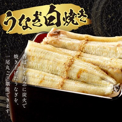 【土用の丑の日に!】うなぎの白焼き2～3人前(1尾)スタミナ満点のうなぎで夏を乗りきろう!