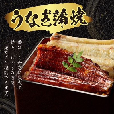 【土用の丑の日に!】うなぎの食べ比べセット2～3人前【蒲焼き・白焼きそれぞれ1/2尾】