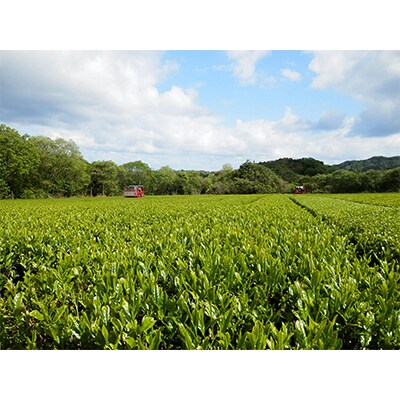 京たんご茶(500ml×24本)