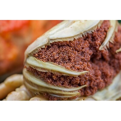 美味!驚きの旨さ!茹でセコガニ　厳選 中サイズ5匹入(茹で上がり後1匹175g以上)