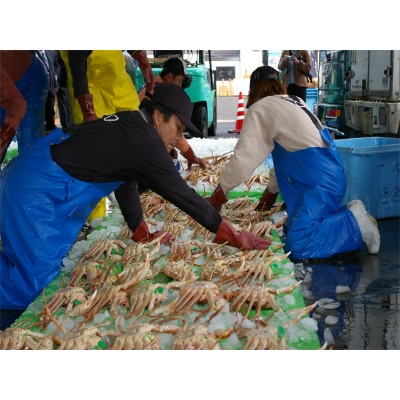 京丹後市産　活け間人蟹【厳選】大大サイズtaizakani1000