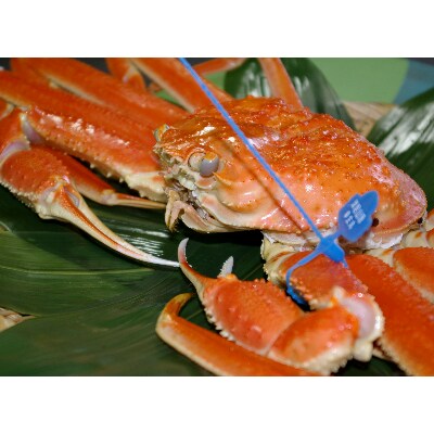 日本海産　茹で松葉蟹【厳選】大大サイズmatubakani1000