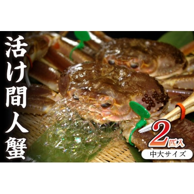【活けズワイガニ】京丹後市産　活け間人蟹【厳選】中大サイズ2匹入りtaizakani800