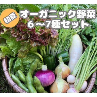 【先行予約】6月より順次発送《てんとうむしばたけ》初夏のオーガニック野菜セット　有機野菜6～7種前後