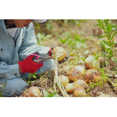 【先行予約】6月より順次発送《てんとうむしばたけ》初夏のオーガニック野菜セット　有機野菜6～7種前後