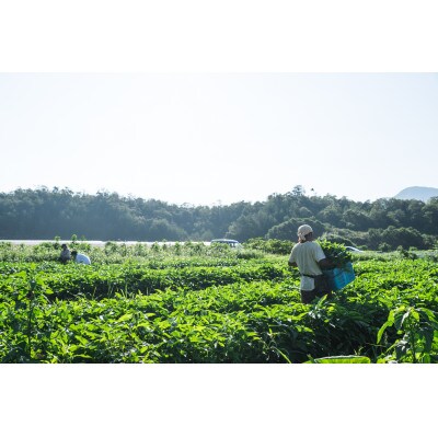 【先行予約】11月より順次発送《てんとうむしばたけ》冬のオーガニック野菜セット　有機野菜6～7種前後