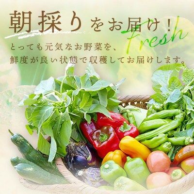 【先行予約】11月より順次発送《てんとうむしばたけ》冬のオーガニック野菜セット　有機野菜6～7種前後
