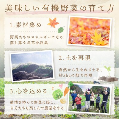 【先行予約】11月より順次発送《てんとうむしばたけ》冬のオーガニック野菜セット　有機野菜6～7種前後
