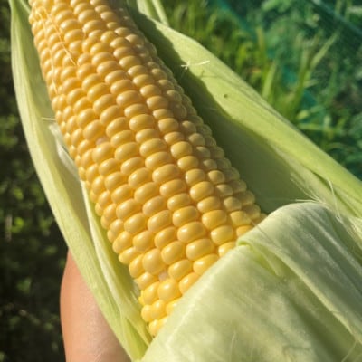 甘くておいしい!有機栽培の京都・京丹後産とうもろこし　てんとうむしばたけからお届けするスイートコーン