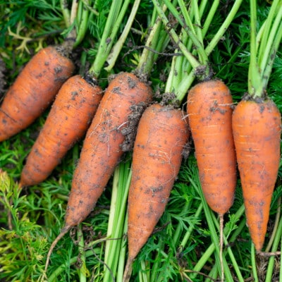 【先行予約】有機にんじん5kg《てんとうむしばたけ》冬が旬!栄養たっぷり蓄えたオーガニック人参