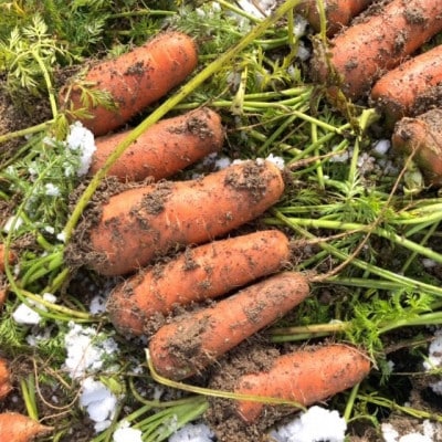 【先行予約】有機にんじん5kg《てんとうむしばたけ》冬が旬!栄養たっぷり蓄えたオーガニック人参