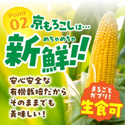 有機栽培の京都産とうもろこし　生食可!新鮮で甘い!てんとうむしばたけのスイートコーン