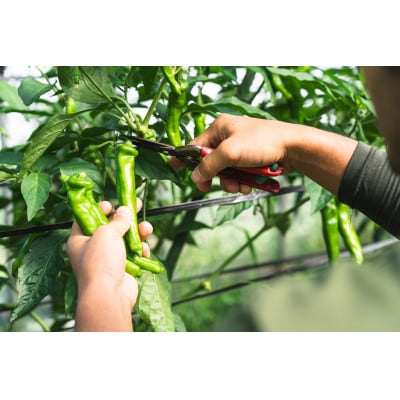 【2ヵ月毎定期便】オーガニック野菜セット(4人用、おまかせ12種前後)全6回