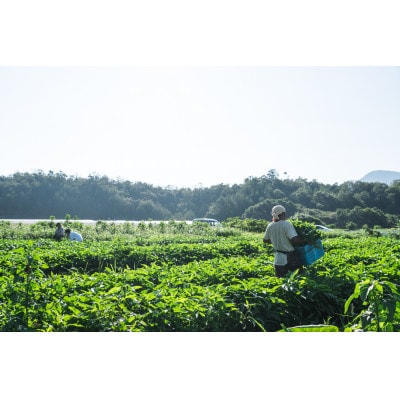 【毎月定期便】オーガニック野菜セット(2人用、おまかせ7種前後)全12回