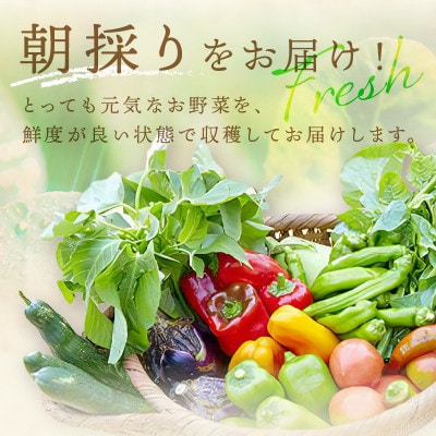 【毎月定期便】オーガニック野菜セット(2人用、おまかせ7種前後)全12回