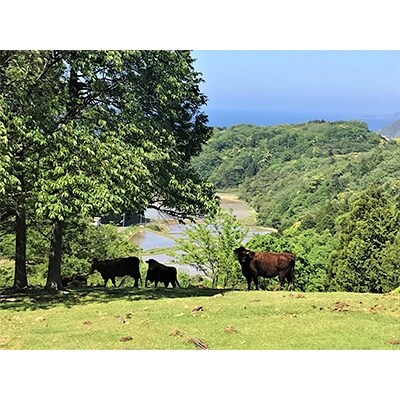 日本海牧場の黒にんにくと牛すじ肉の米粉カレー3袋(1袋　180g)(京丹後市)