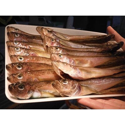 京丹後の地元魚屋が作るハタハタ干し35匹