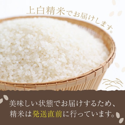 令和6年産　丹後こしひかり1等米10kg[5kg×2袋]