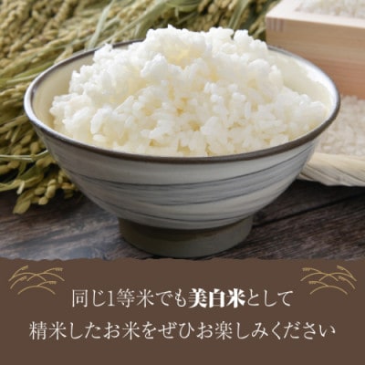 【毎月定期便】丹後こしひかり1等米3kg　美白精米全3回