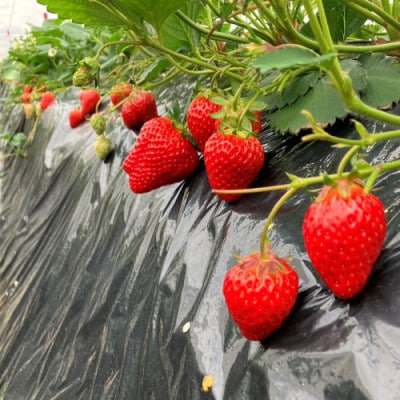 【先行予約/数量限定】京都丹後産 桐箱入り贈答用完熟大粒いちご 300g(2026年1月～順次発送)