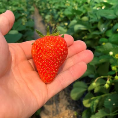 【先行予約/数量限定】京都丹後産 桐箱入り贈答用完熟大粒いちご 300g(2026年1月～順次発送)