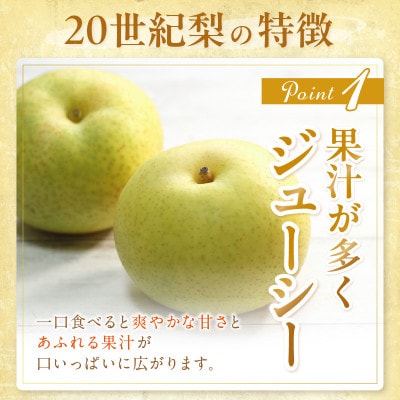 京丹後産 20世紀梨 5kg(12～16玉入り)(2025年9月順次発送予定)