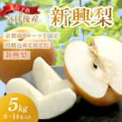京丹後産 新興梨 5kg(8～14玉入り)(2025年10月中旬順次発送予定)