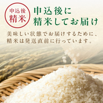 京丹後米　特別栽培米コシヒカリ 5kg