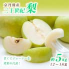 甘～ぃ!ジューシー!青梨の代表京丹後産二十世紀梨 5kg(12～18玉)(2026年9月上旬～発送)