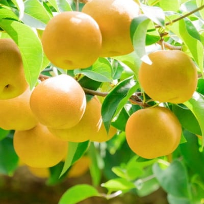 甘～ぃ!ジューシー!晩生梨の代表 京丹後産新興梨8kg(14～20玉)(2023年10月中旬～発送)