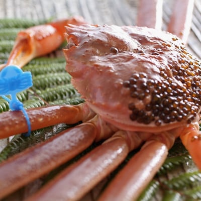 ズワイガニ 姿【厳選!タグ付きブランド蟹】茹で松葉かに(中)　浜茹でにてお届け! 600g級×2杯