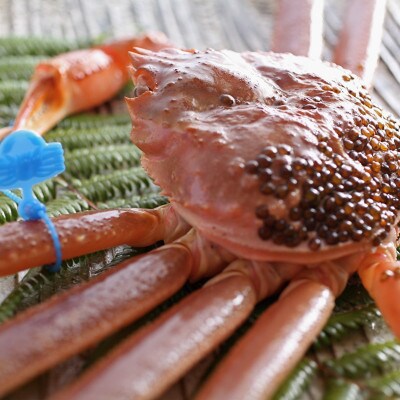 ズワイガニ 姿【訳あり!タグ付きブランド蟹】茹で松葉かに　浜茹でにてお届け! 800g級×3杯