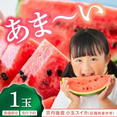 みんな大好き!甘～ぃ!シャリ美味!!京丹後産小玉スイカ!!1玉(2025年7月上旬～順次発送)