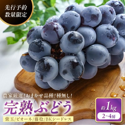 甘～ぃ!ジューシー!京丹後産 種無し完熟ぶどう (紫玉・ピオーネ・藤稔・BKシードレス)1kg