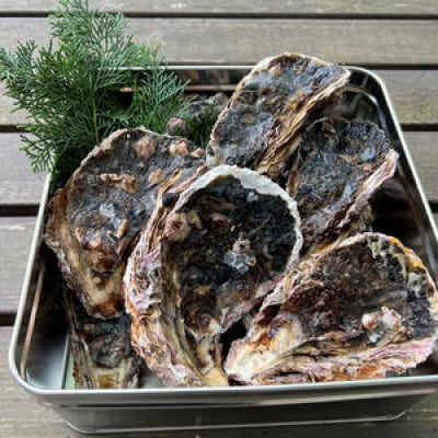 京都・京丹後産　鮮度抜群!濃厚肉厚岩牡蠣(生食用)約5kg(約10個)【かんかん入り・ナイフ付き】