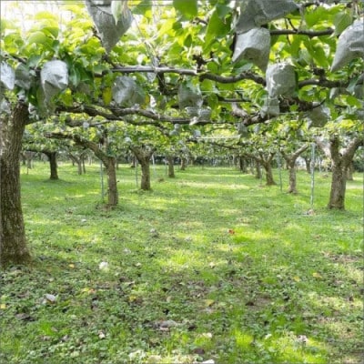 【先行予約】京丹後の梨ジュース 小瓶6本入り(2026年10月下旬～順次発送)