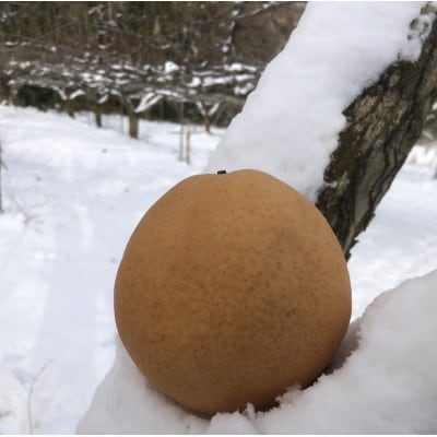 【先行予約/数量限定】訳あり晩三吉梨 優品 5kg(8～16玉入り)(2027年1月上旬～発送)