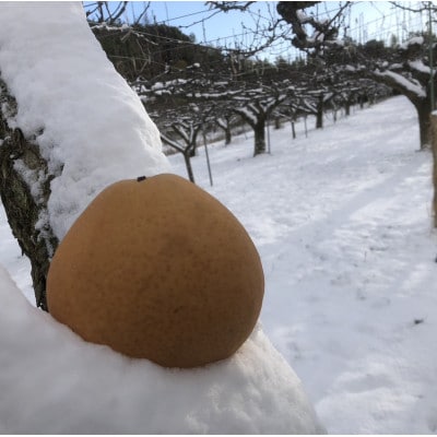 【先行予約/数量限定】訳あり晩三吉梨 優品 5kg(8～16玉入り)(2027年1月上旬～発送)