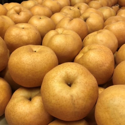 【先行予約/数量限定】愛宕梨 秀品 5kg(5～12玉入り)(2026年11月下旬～発送)