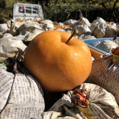 【先行予約/数量限定】【訳あり】愛宕梨 優品 5kg(5～12玉入り)(2026年11月下旬～発送)