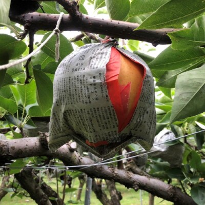 【先行予約/数量限定】【訳あり】愛宕梨 優品 5kg(5～12玉入り)(2026年11月下旬～発送)