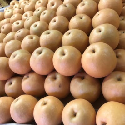 【先行予約/数量限定】新興梨 秀品 5kg(8～16玉入り)(2026年10月上旬～発送)